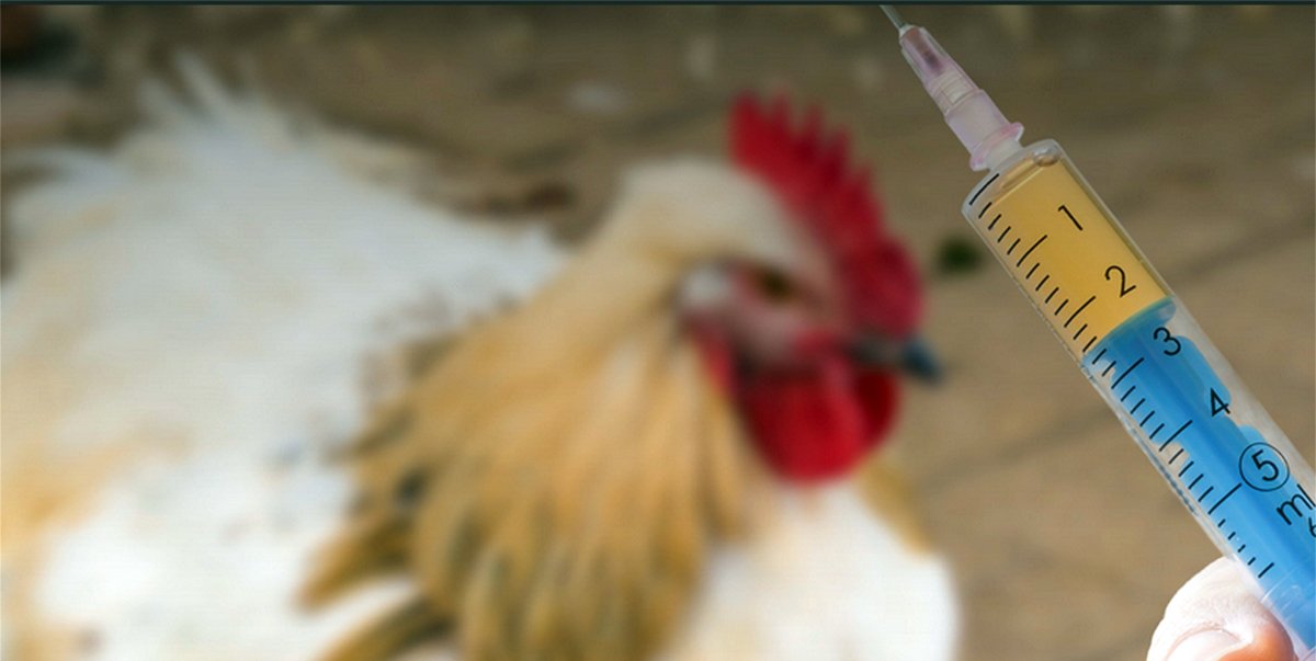 antibiotics in poultry 2