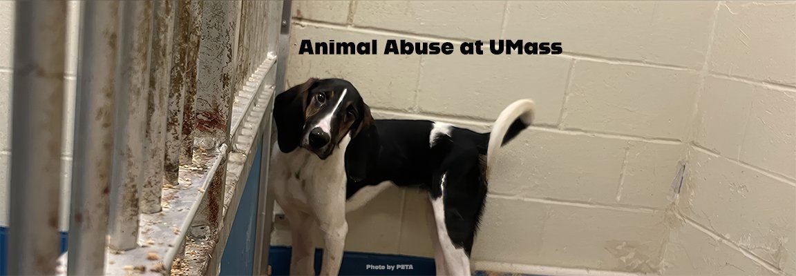Mass Health Officials Let UMass Lab Execute Dogs Before Inspection