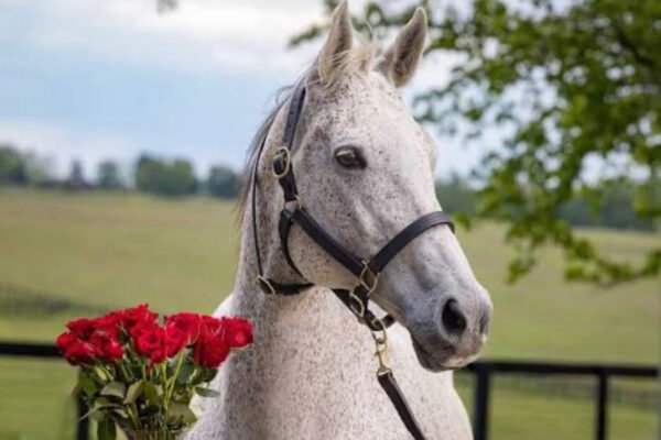 Carrumba, Golden Tempo's Mother