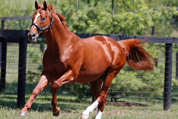 Curlin, Golden Tempo's Father